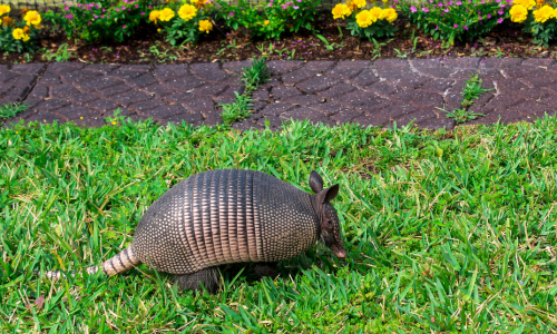 Armadillo Landscape